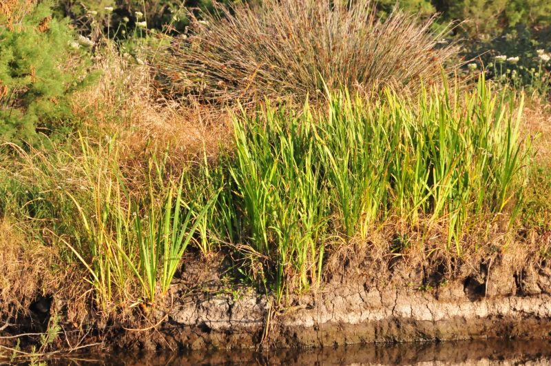 Iris pseudacorus Giaggiolo acquatico Giglio giallo